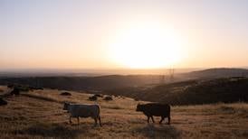 Could more cattle cause record beef prices to drop?