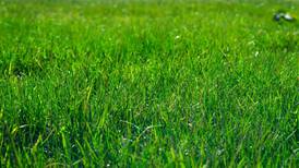 Lawn warriors can battle high fertilizer costs