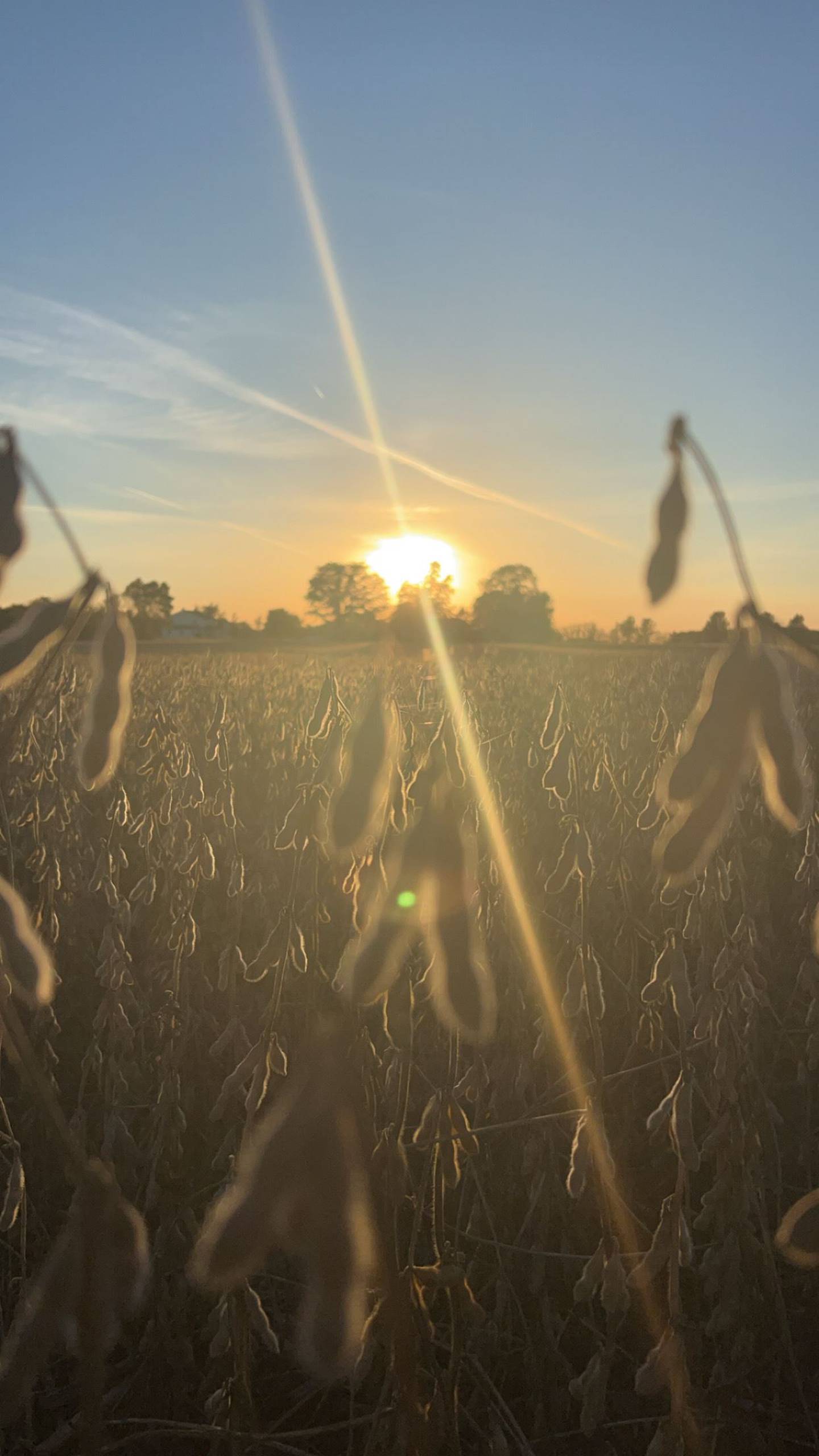 “Harvest Glow” — Bree Kohlhagen: “The light that lingers when the work is done. A field of golden crisp soybeans lay upon the hours to come.”