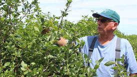Ripe for the picking: Blueberry farm attracts customers