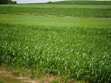 Scouting tips from Beck’s: Agronomist shares early-season advice