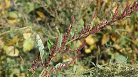 Project tracking Group 15 herbicide resistance