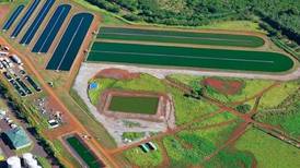 New project to cultivate algae for animal feeds