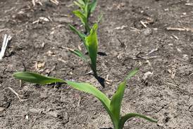 Management tips for corn-on-corn acres