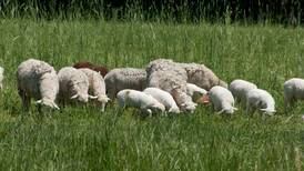 Save the date: Hoosier Sheep Symposium slated for Sept. 23
