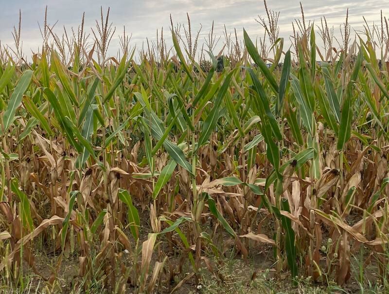 Indiana Crop Progress