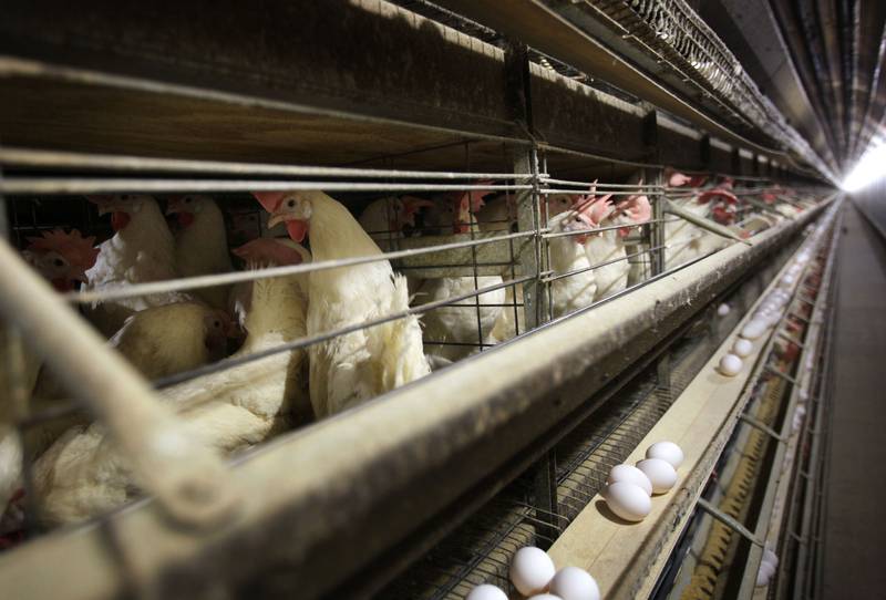 Chickens stand in their cages at a farm near Stuart, Iowa.