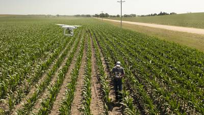 Drones help farmers understand stand establishment