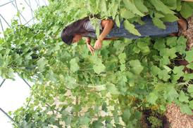 Apprenticeship sparks career for first-generation farmer