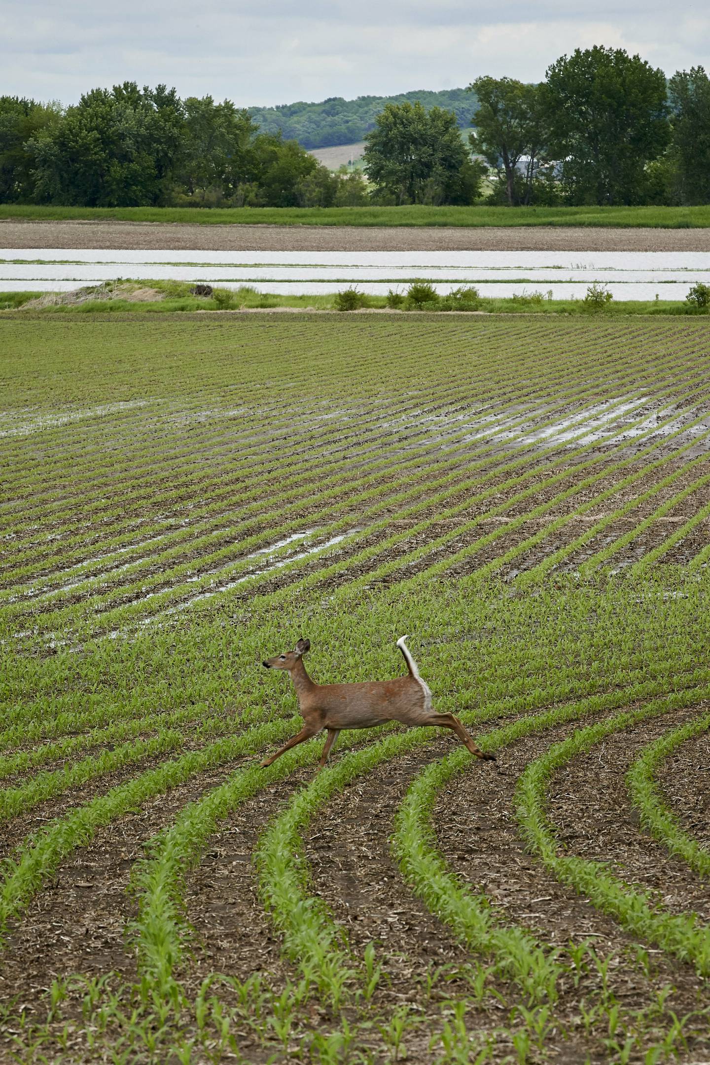 A deer is seen in a field.