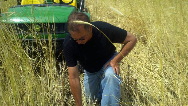 Mike Starkey looks at a cereal rye cover crop on his farm near Brownsburg, Indiana.
