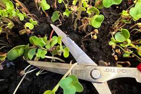 Microgardening means getting a surprisingly big harvest from a windowsill or balcony garden