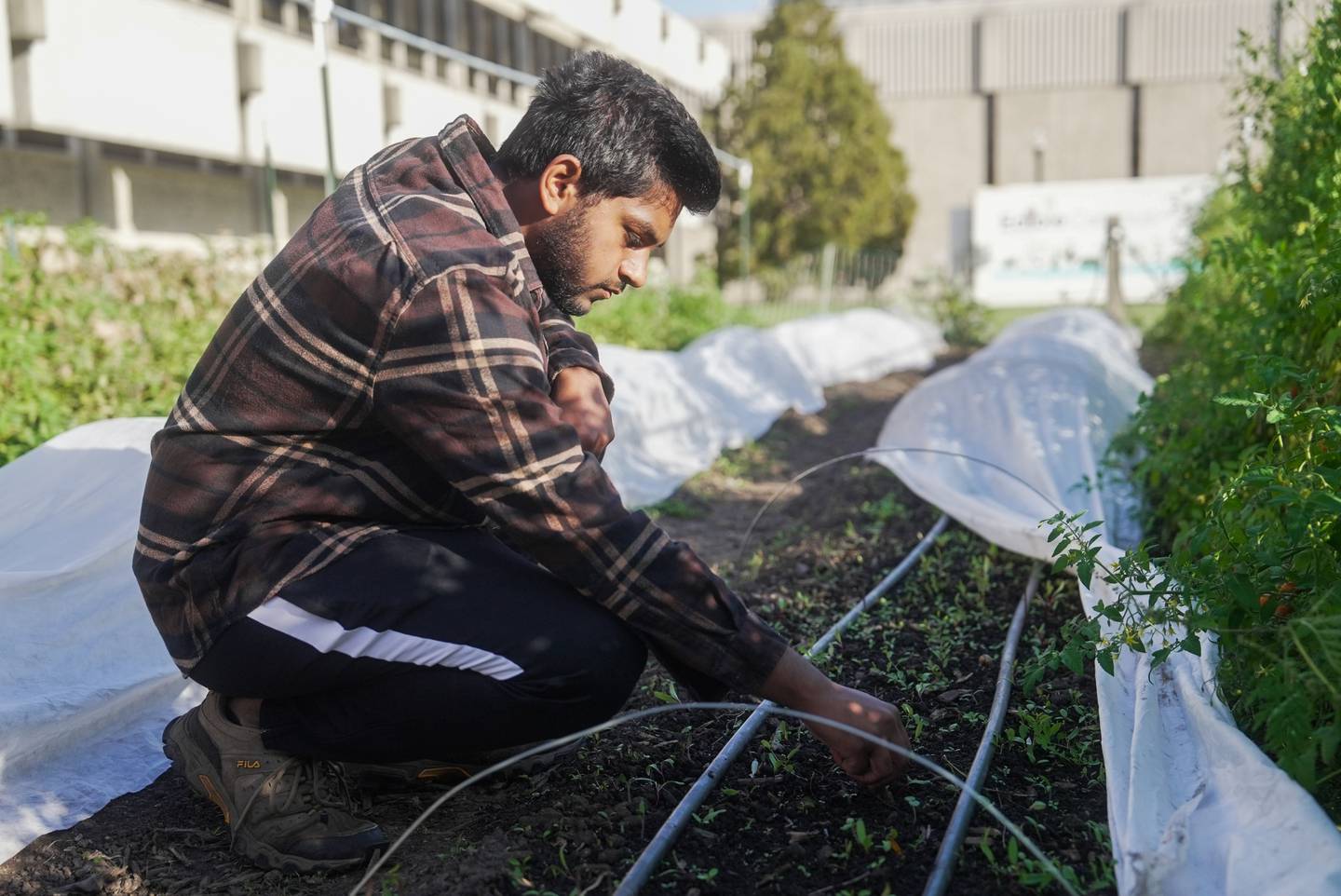 This year, the Edible Campus gardens across Northern Illinois University are expanding and beginning to provide valuable research data, as well as fresh local food.