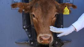 Mexican ranchers struggle to adapt as a tiny parasite ravages their cattle exports to the U.S.