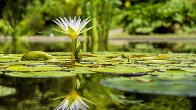 Calendar: Strategies for maintaining healthy ponds