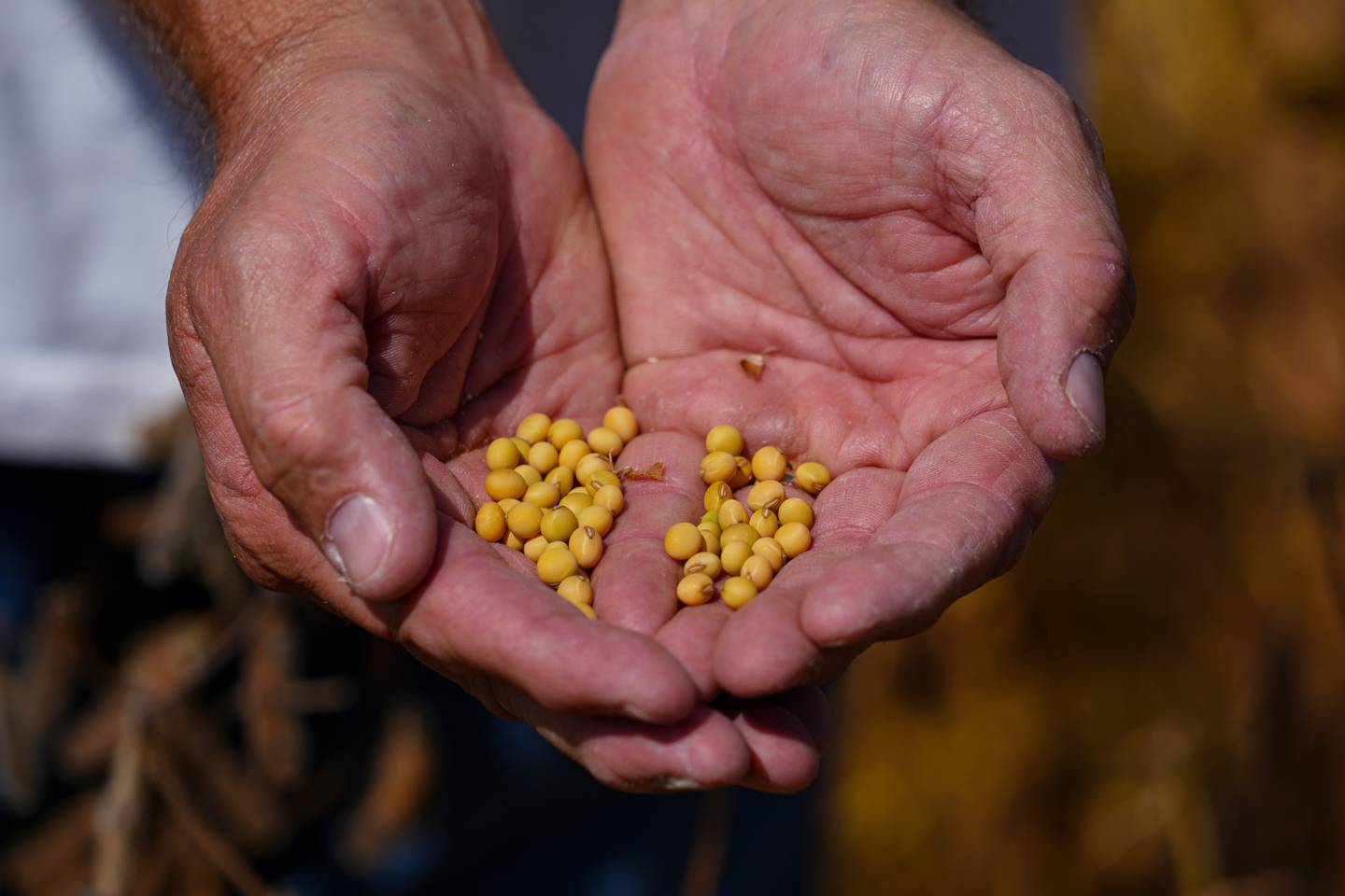 Brian Warpup inspects one of his soybean fields in northeastern Indiana.
