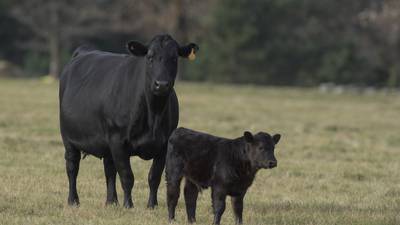 Improve reproductive outcomes with trace mineral nutrition