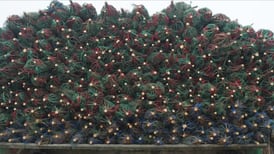 Supply, prices steady in Christmas tree grower survey 