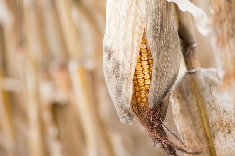 Trade with Mexico and Canada delivers significant economic benefits to rural communities across the United States, according to a new economic analysis released by the Agricultural Coalition for United-States-Mexico-Canada Agreement.