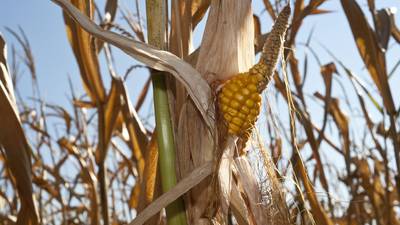USDA lowers corn, soybean yield forecasts