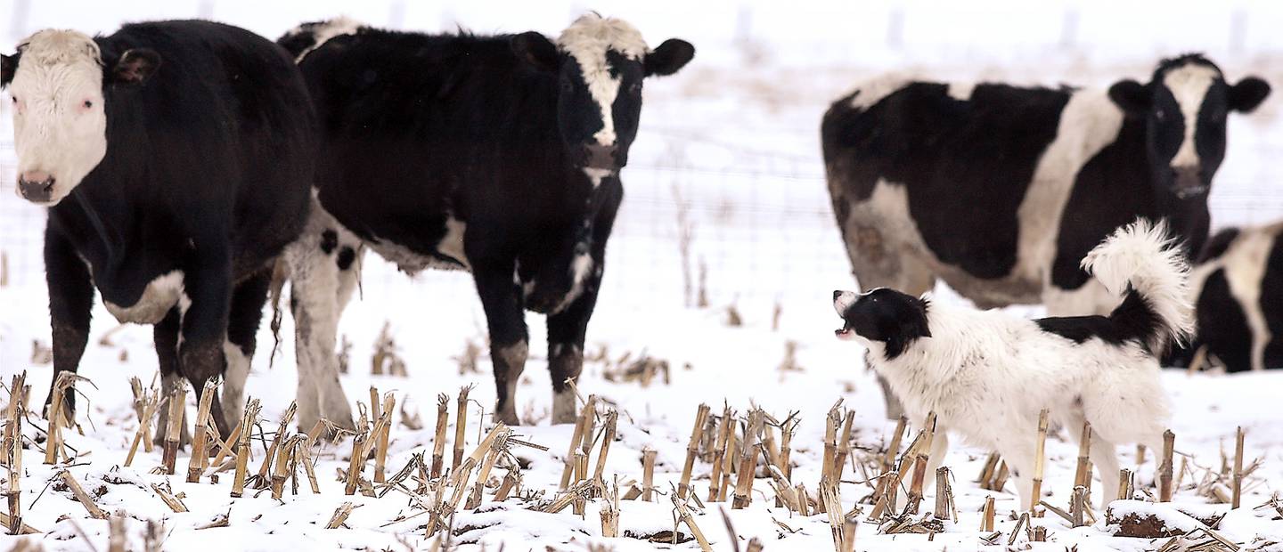 A farm dog barks at a heard of cattle east of Pearl City, Illinois.