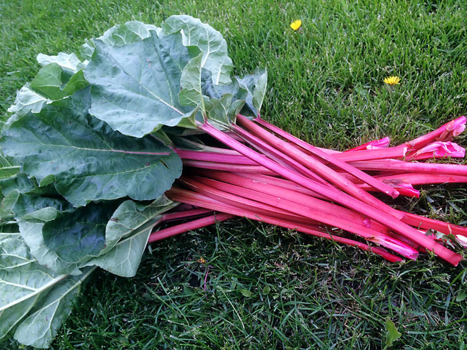 Calendar Aledo Rhubarb Festival AgriNews