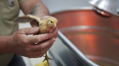 Calendar: Embryology in the Classroom chick adoption