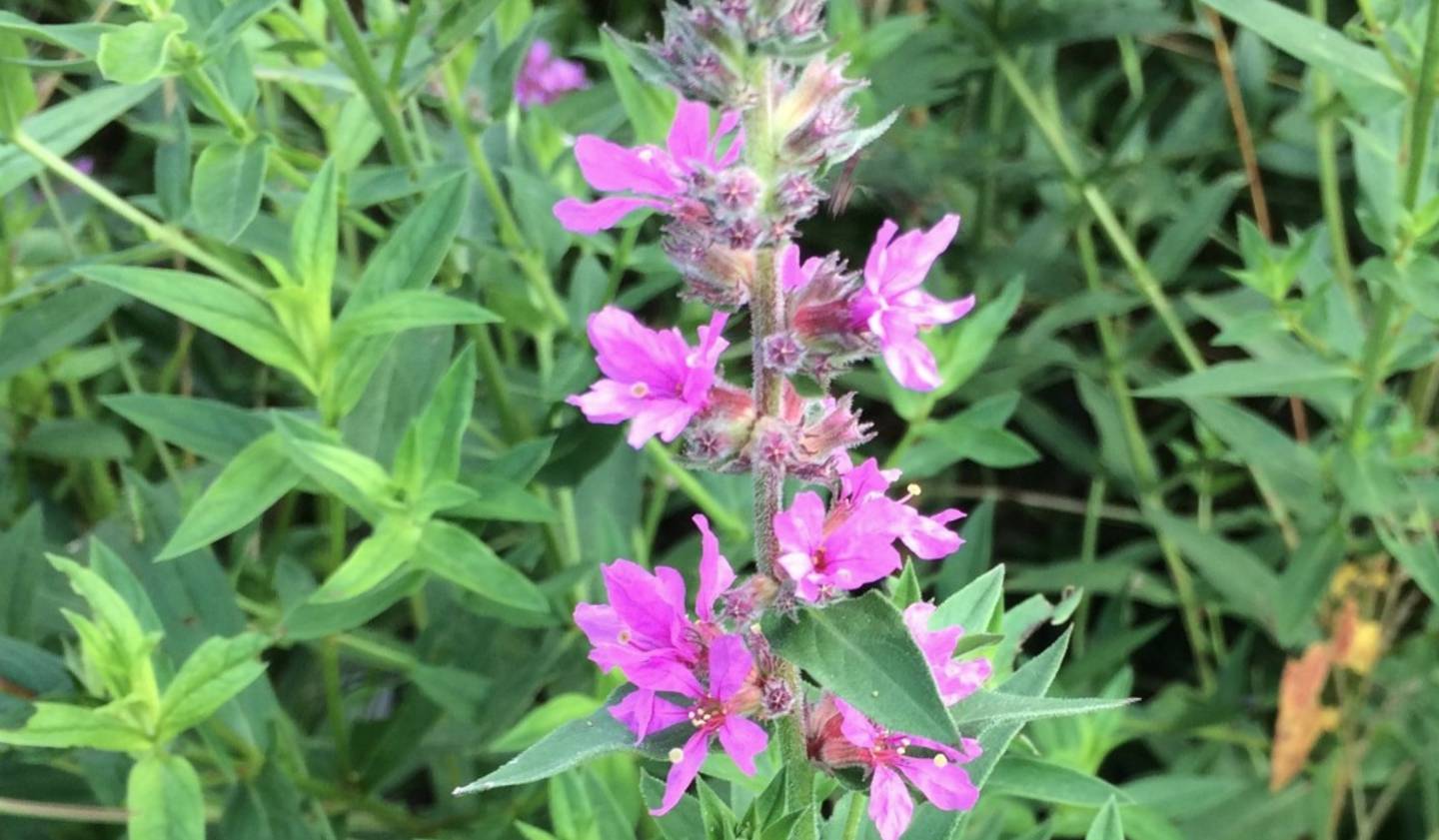 Purple loosestrife is a destructive, invasive perennial that dominates North American wetlands, riverbanks and ditches.