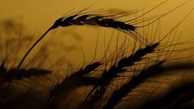 Slight decline in winter wheat acres