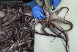 As octopuses dwindle in open waters, suppliers looking to imports and farming despite concern
