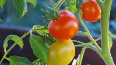 Extension Notebook: Planting the first-time vegetable garden