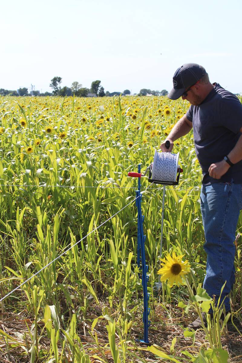 Stephen Riskedal begins the process of moving the fence to give the cattle more access to the cover crops in the field. The goal is for the cattle to weigh 750 to 800 pounds after grazing the 140-acre field.