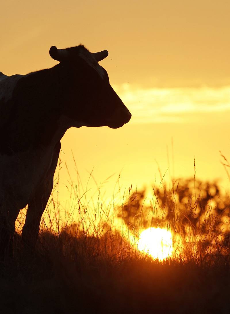On the cover: Cattle are seen at sunset near Bradfordton in central Illinois.