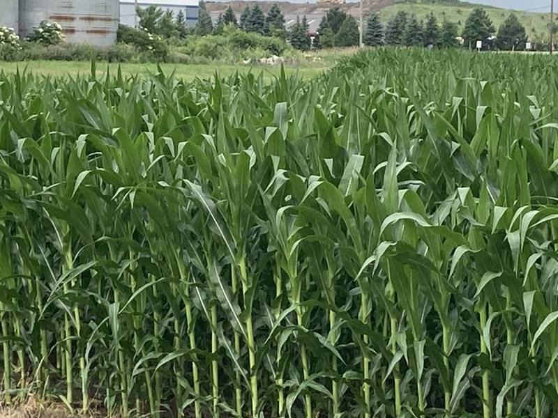 Illinois crop progress for July 11, 2025.