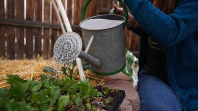 Here’s how to grow your own food with less water, even in a drought