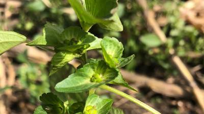 The AgriNews AgriMinute podcast: Keep an eye out for Asian copperleaf