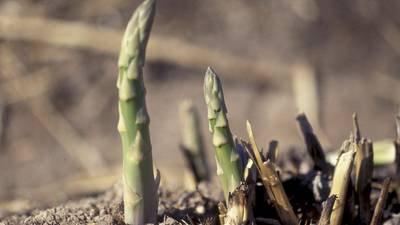 Asparagus in the garden takes its time but is worth the wait