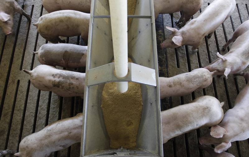 Livestock producers prefer to prevent rather than treat sickness. The goal is to minimize the risk of animals getting sick, thereby reducing the need for treatment.