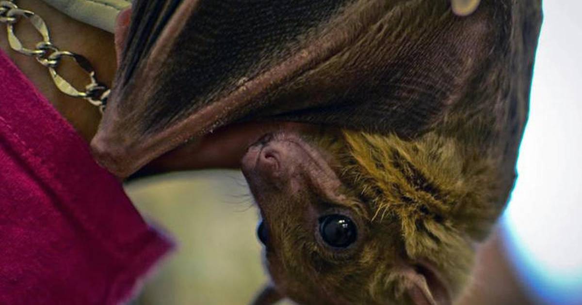 Calendar All about Bats AgriNews