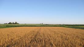 Diversified cropping systems boost nitrogen supply but not soil carbon, study finds
