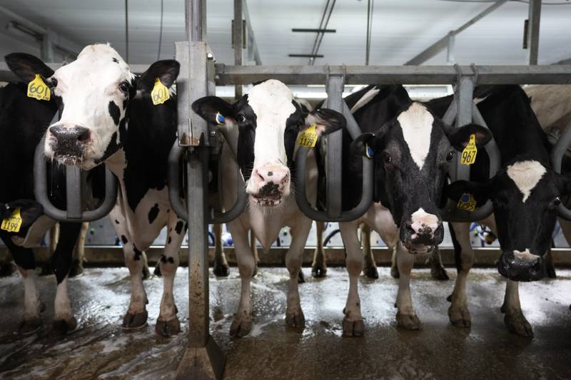 Cows stand in the milking parlor of a dairy farm in New Vienna, Iowa.