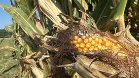 The AgriNews AgriMinute podcast: The cost of wet corn at harvest