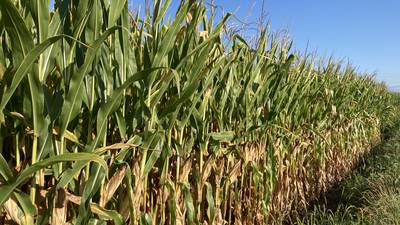 Indiana crop progress for week ending Aug. 24