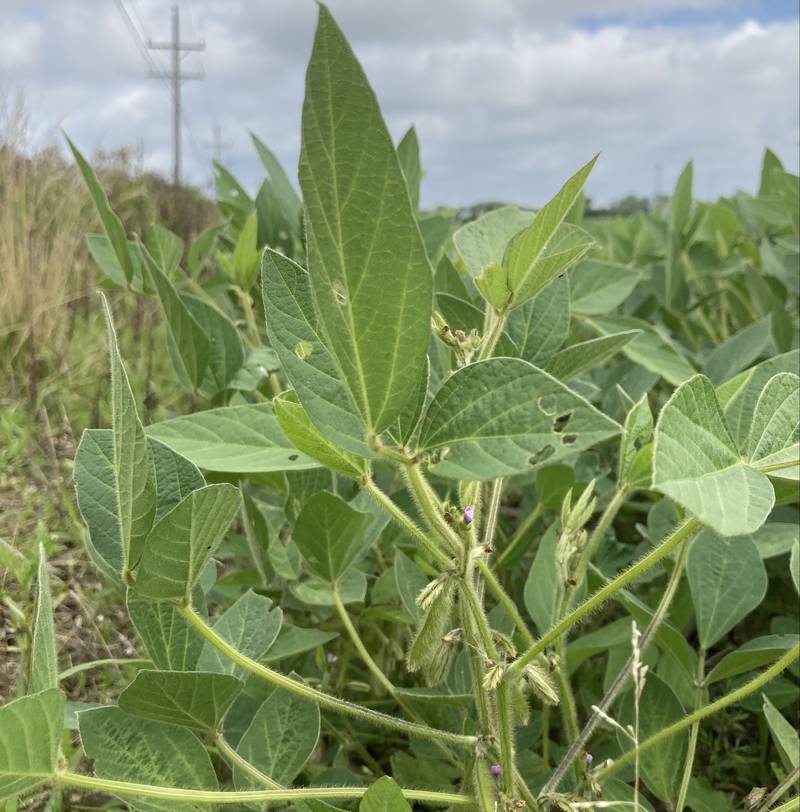 Indiana crop progress.