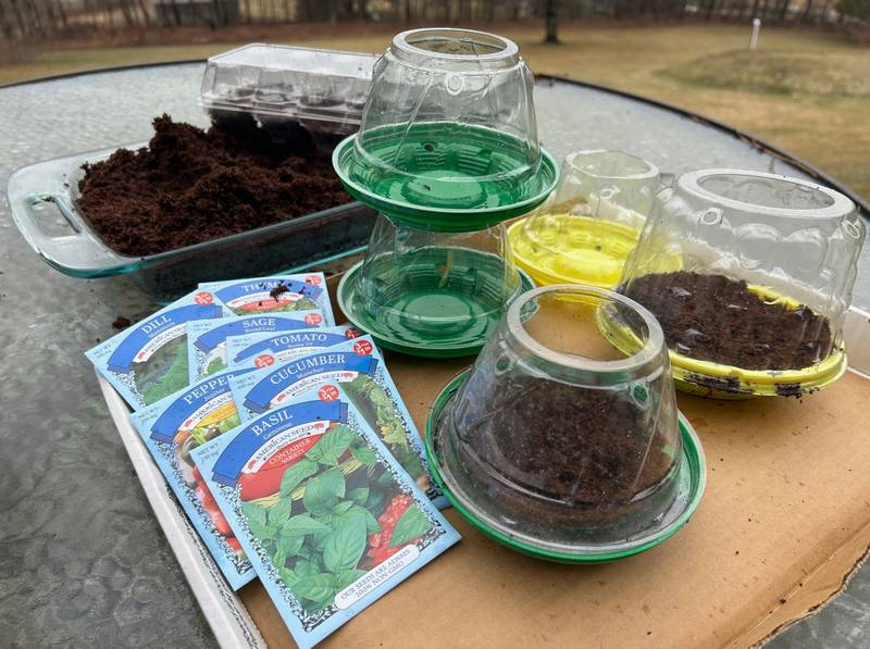 Cherry tomato containers are repurposed to serve as seed-starting pots.