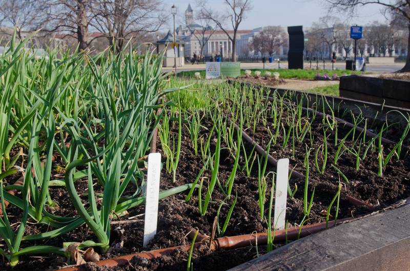 Stay on top of your gardening chores by creating a checklist to mark off as you go.