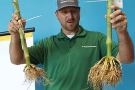 Corn rootworm control: Syngenta to offer insecticide in 2026