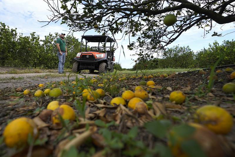 Fifth-generation farmer Roy Petteway looks at the damage to his citrus grove from the effects of Hurricane Ian in 2022 in Zolfo Springs, Florida.