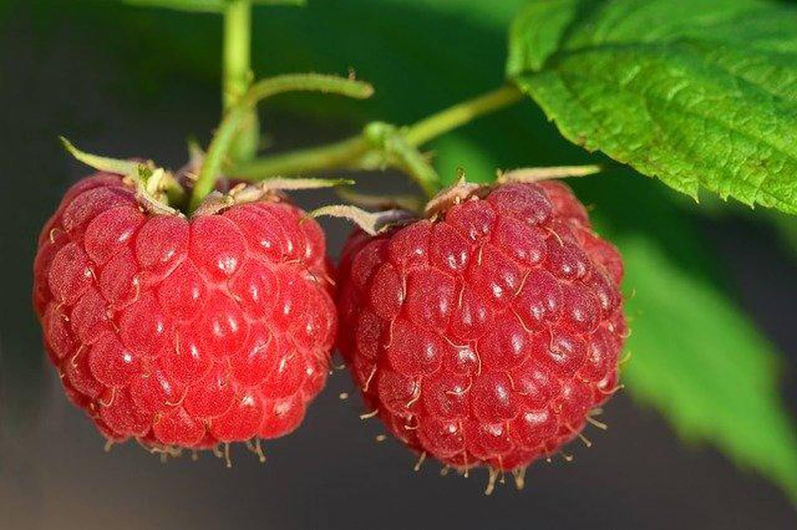 Time to prune raspberry and blackberry plants AgriNews