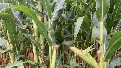Illinois crop progress for week ending Aug. 17